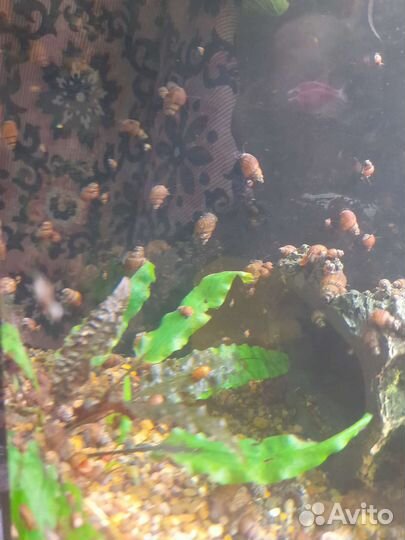 Улитки мелании