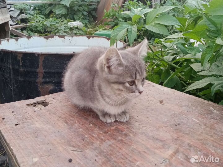 Котёнок девочка игривая приучина В лотку
