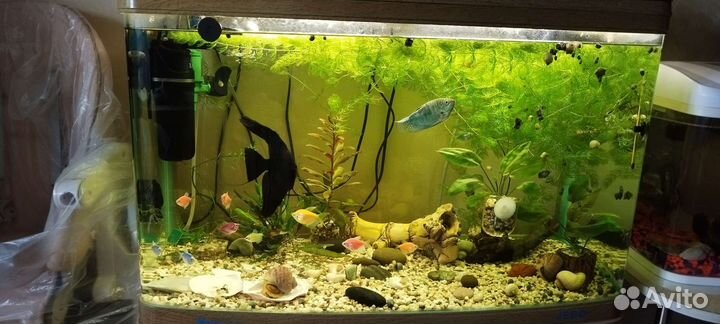 Аквариум