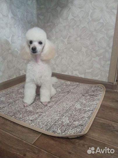 Вязка той-пудель мальчик