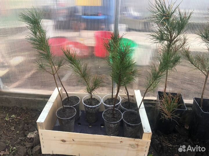 Продаю саженцы кедра