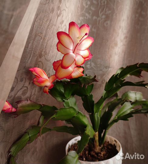 Декабрист шлюмбергера Самба бразиль