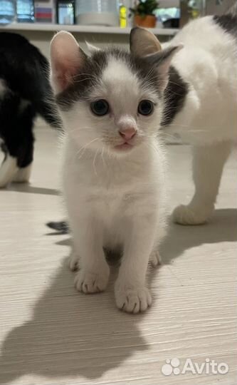 Котенок в добрые руки