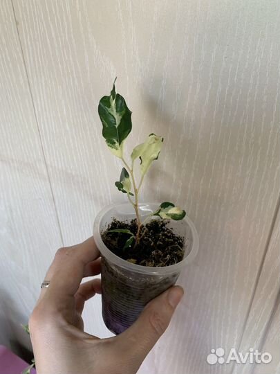 Фикус свитхарт и другие