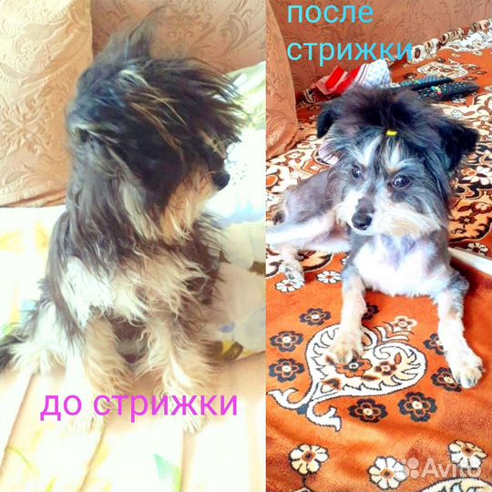 Груминг собак