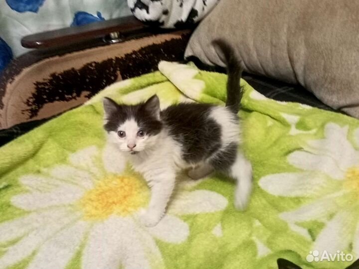 Кошка в дар бесплатно