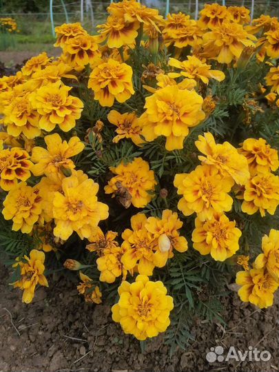 Рассада бархатцев