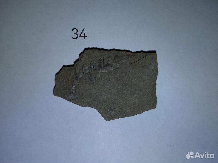 Окаменелые растения. Карбон