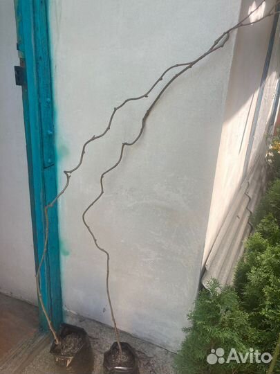 Саженцы киви