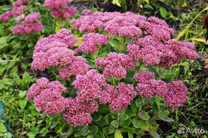 Почвопокровные растения для альпийских горок