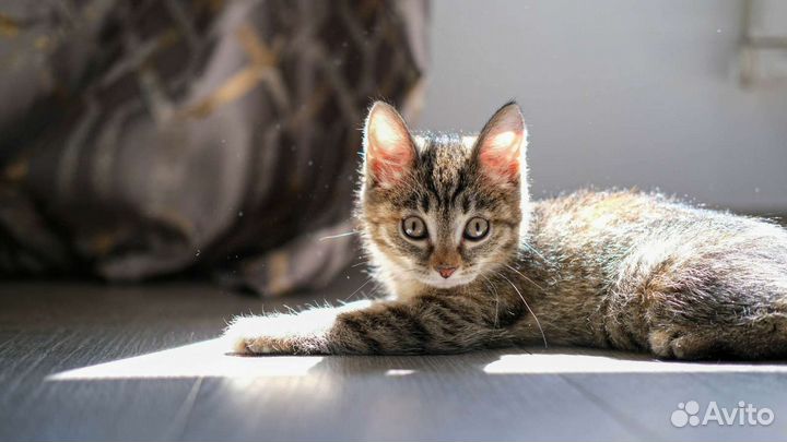 Кошечка Марошка