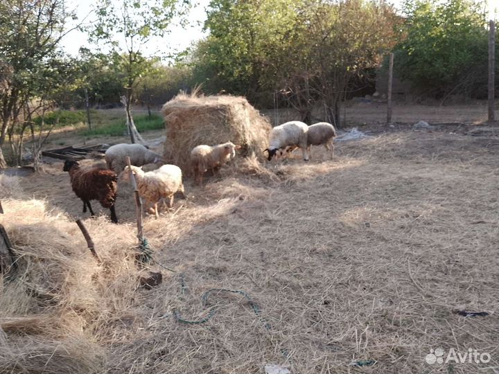 Овцы бараны
