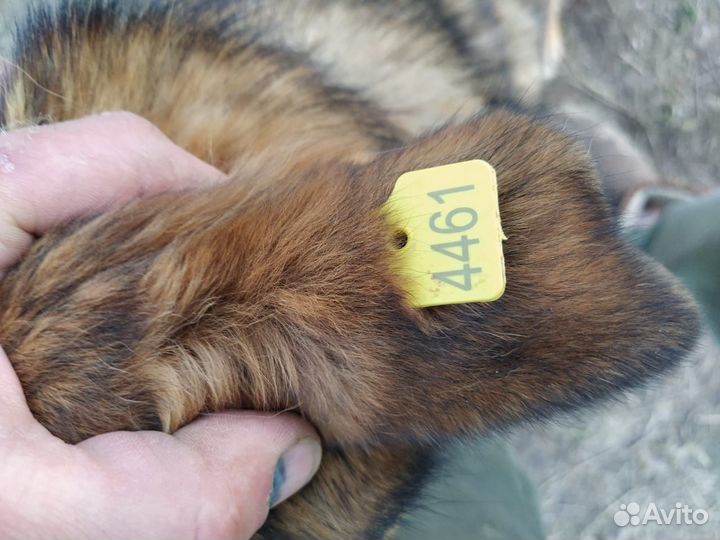 Собака в добрые руки отдам бесплатно