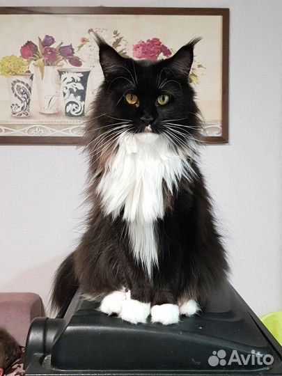 Мейн-кун девочки