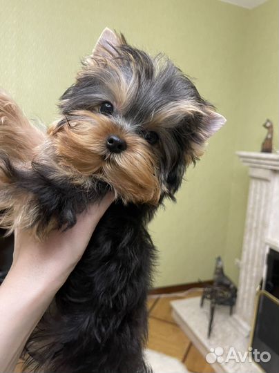 Кукольный мини мальчик йорк