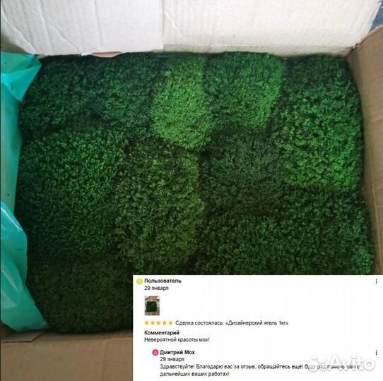 Стабилизированный мох в розницу кашпо декор