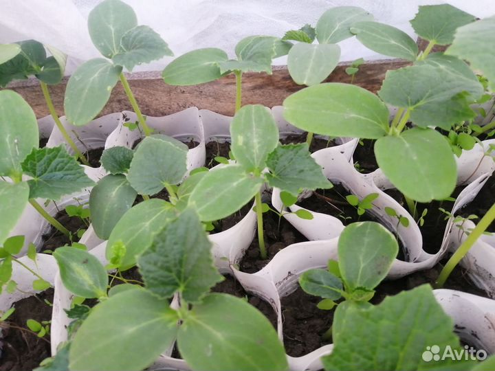 Рассада помидор и огурцов