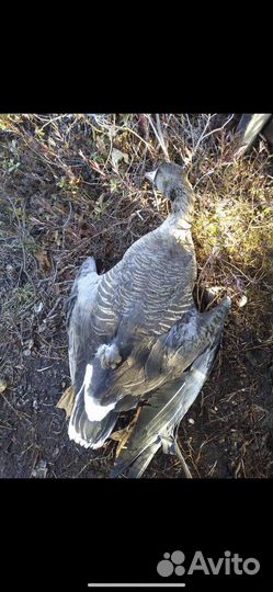 Охота на гуся,рыбалка, сплав, баня, отдых в тайге