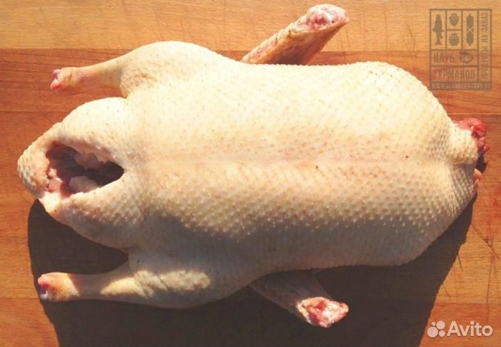 Гусь домашний