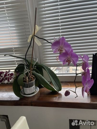 Орхидея