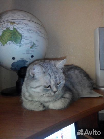 Передержка