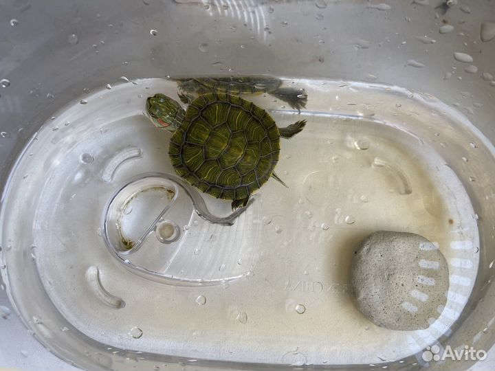 Красноухая черепаха маленькая бесплатно