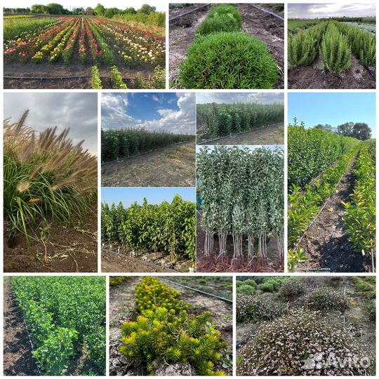 Саженцы, розы, кустарники