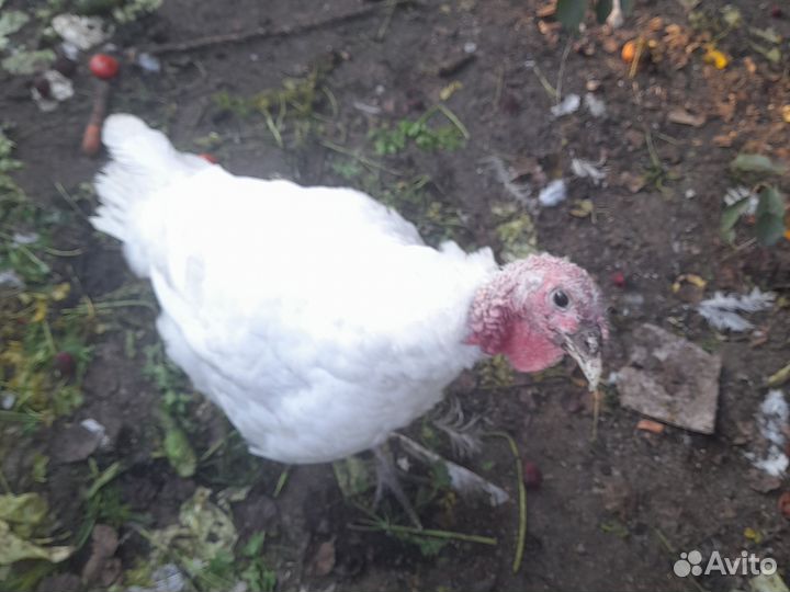 Индюки индюшки индейки