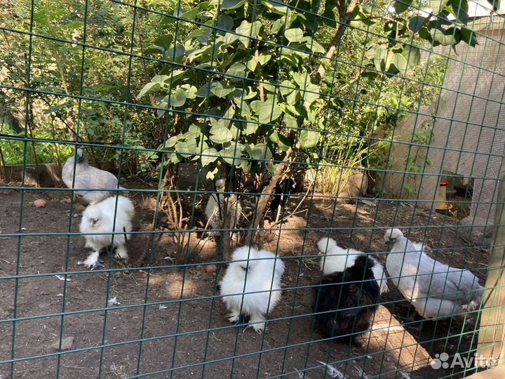 Павловские Молодые петухи