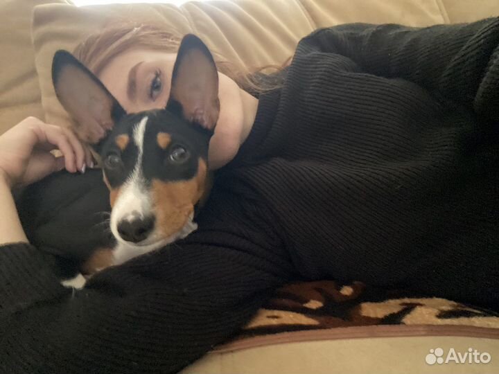 Выгульщик собак