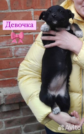 Отдам даром щенка