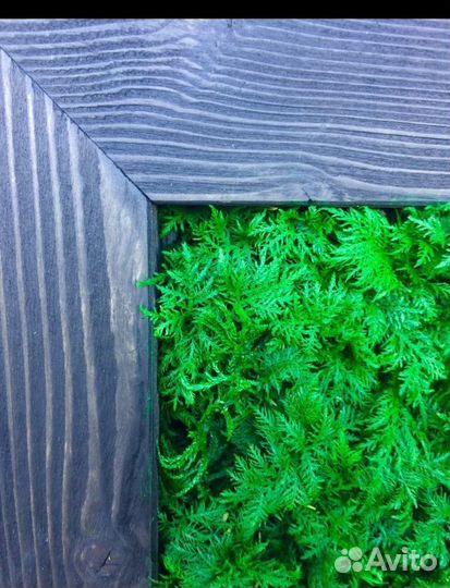 Вертикальное озеленение