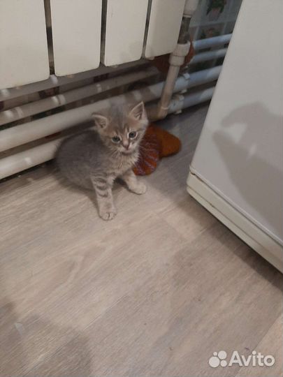 Кошка в дар