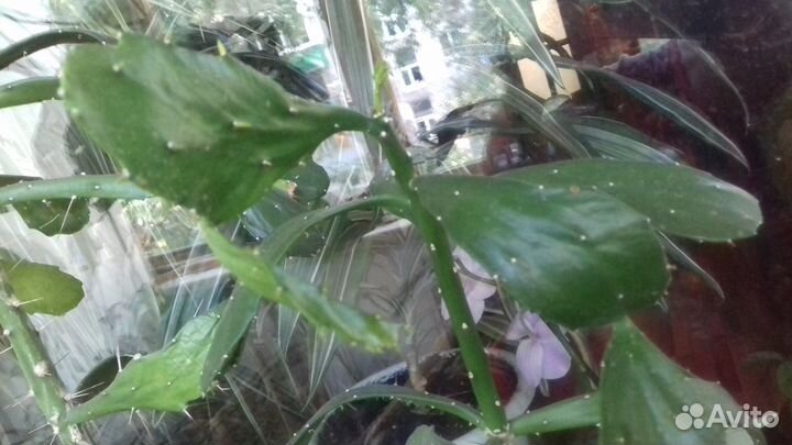 Комнатные растения