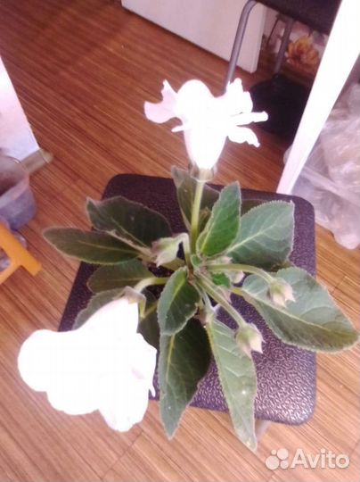 Глоксиния розовая и голубая, много бутонов