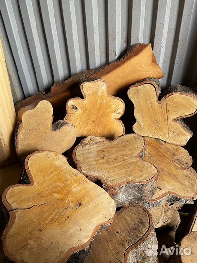 Спилы березы