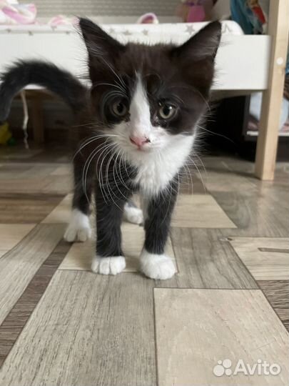2 кошечки 2 месяца