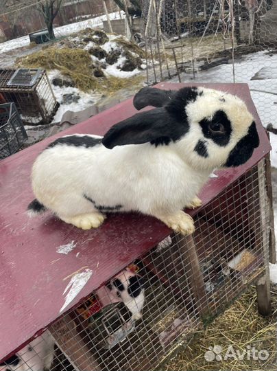 Кролик Строч нпв