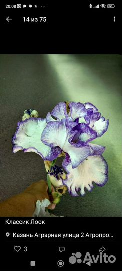 Ирисы бородатые сортовые