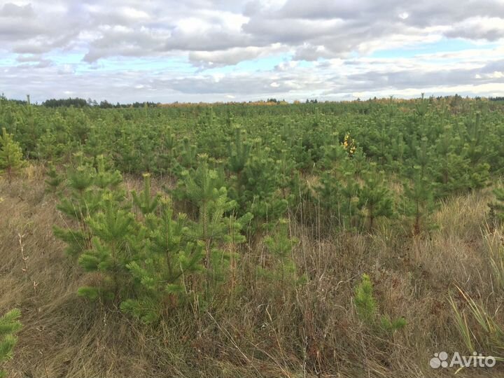 Елка новогодняя Уралочка