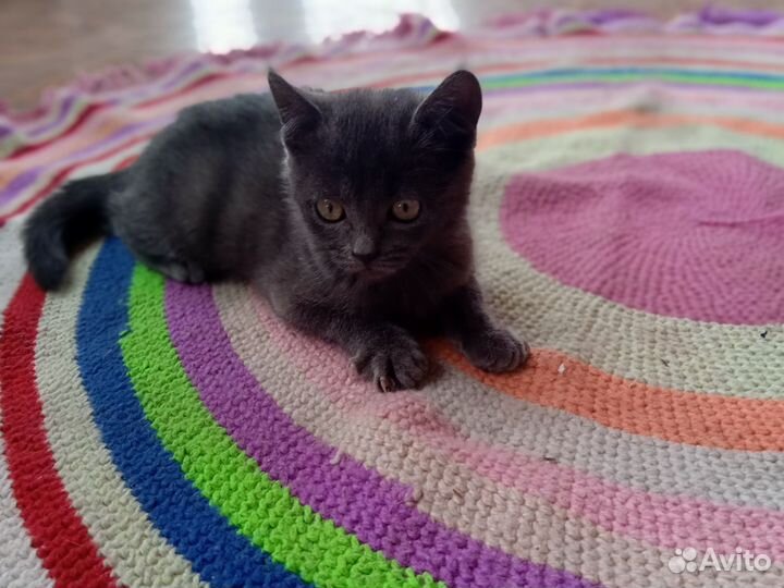 Котята отдам даром