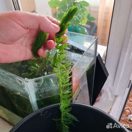 Водоросли для аквариума