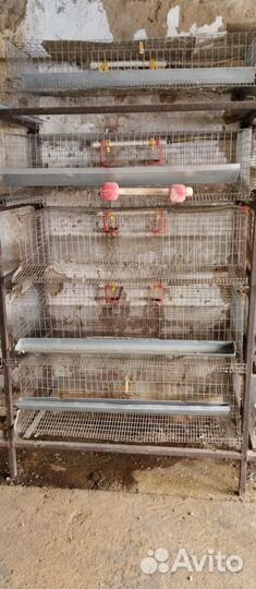 Перепелиные клетки