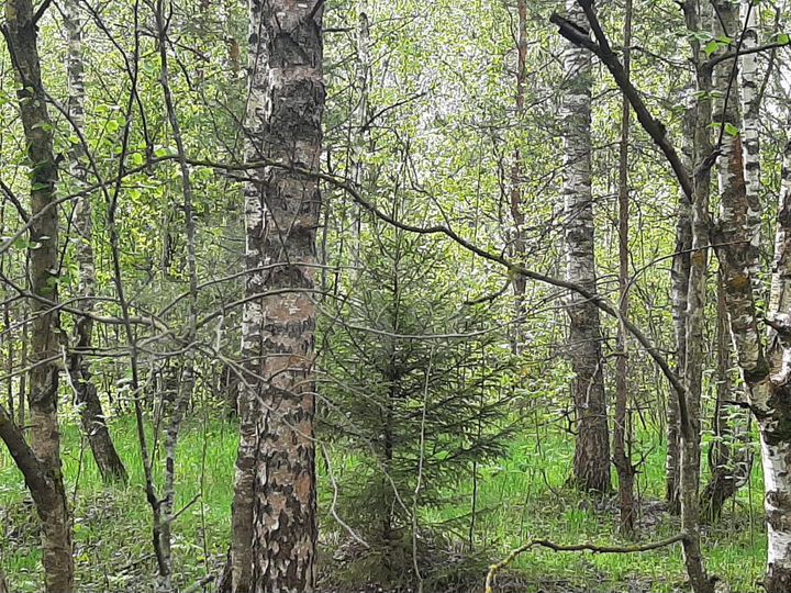 Участок 15 сот. (ИЖС)