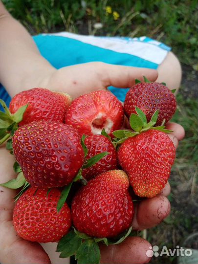 Садовая земляника(виктория) саженцы