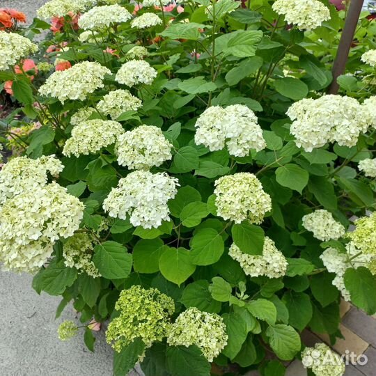 Гортензия саженцы
