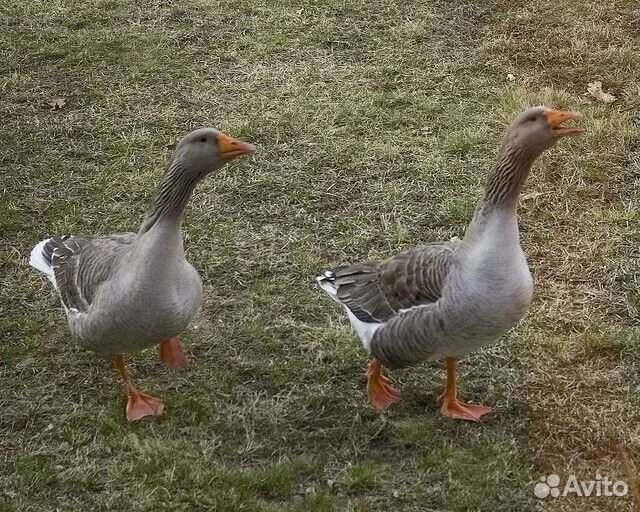 Инкубационное яйцо гусей линда и серые