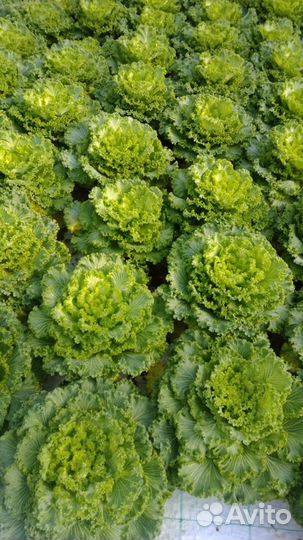 Капуста декоративная