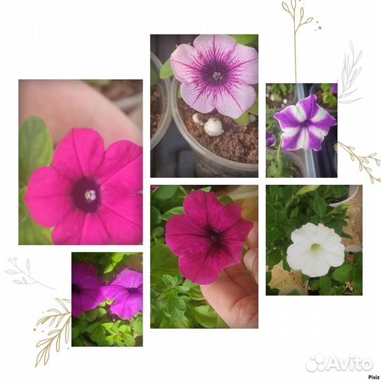 Петуния в горшочках