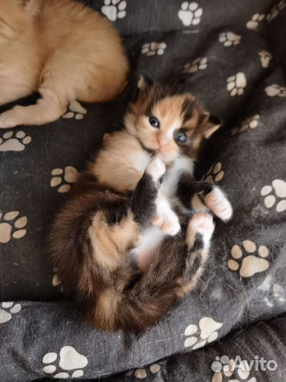 Котята в добрые руки бесплатно